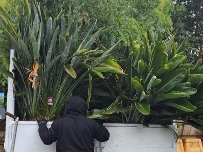 Palucho's Gardening